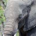 BWA NW Chobe 2016DEC04 NP 095 : 2016, 2016 - African Adventures, Africa, Botswana, Chobe National Park, Date, December, Month, Northwest, Places, Southern, Trips, Year